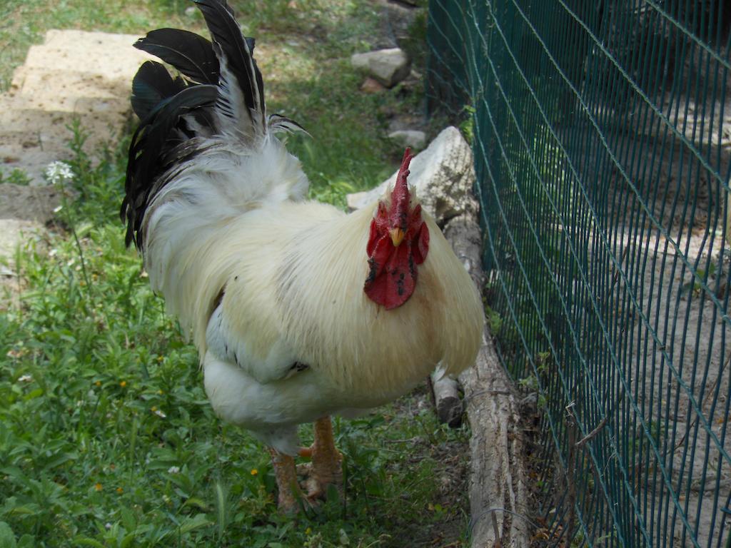 Alojamento de Turismo Rural Collomici Celle sul Rigo