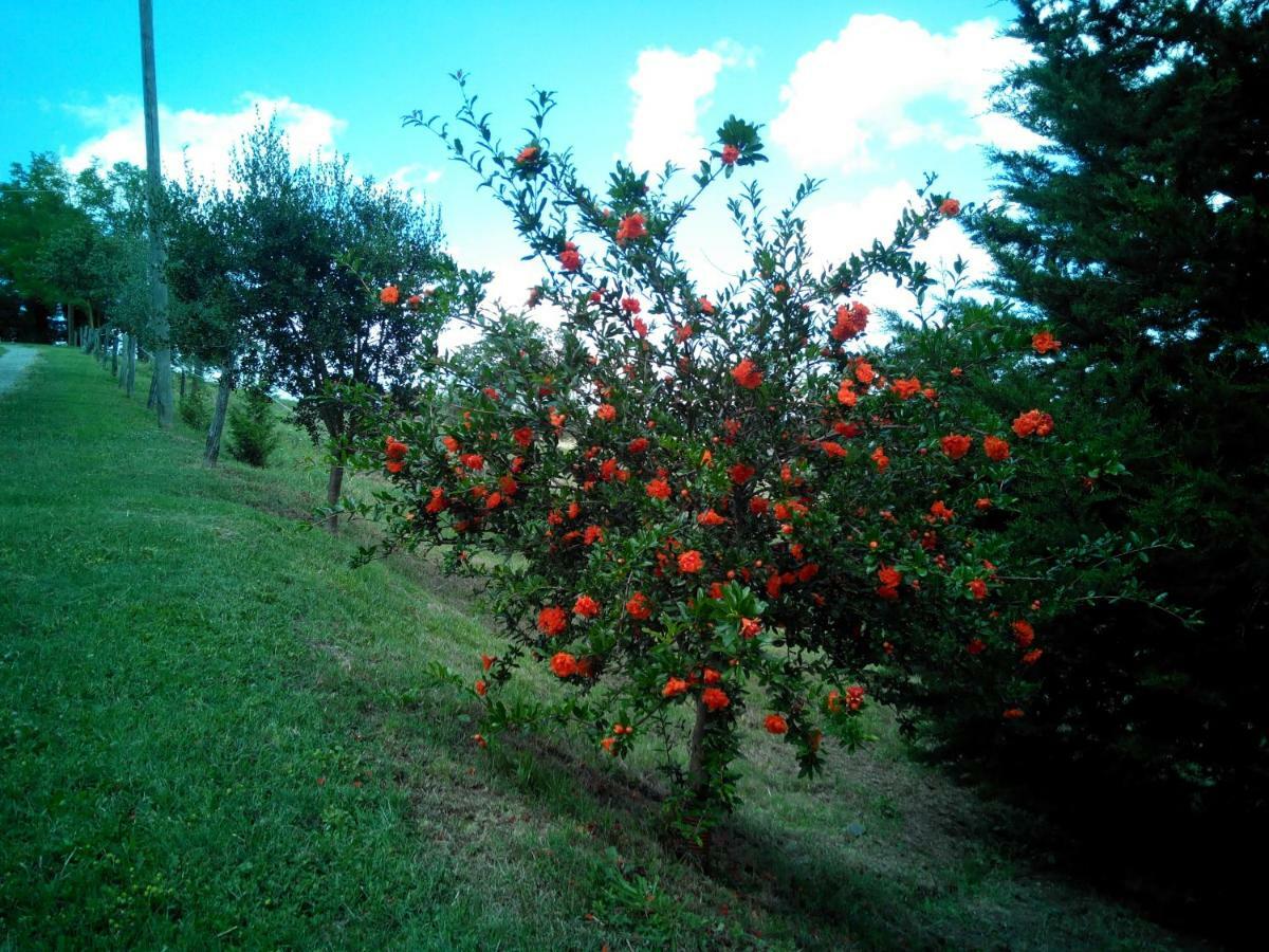 Collomici Alojamento de Turismo Rural *
