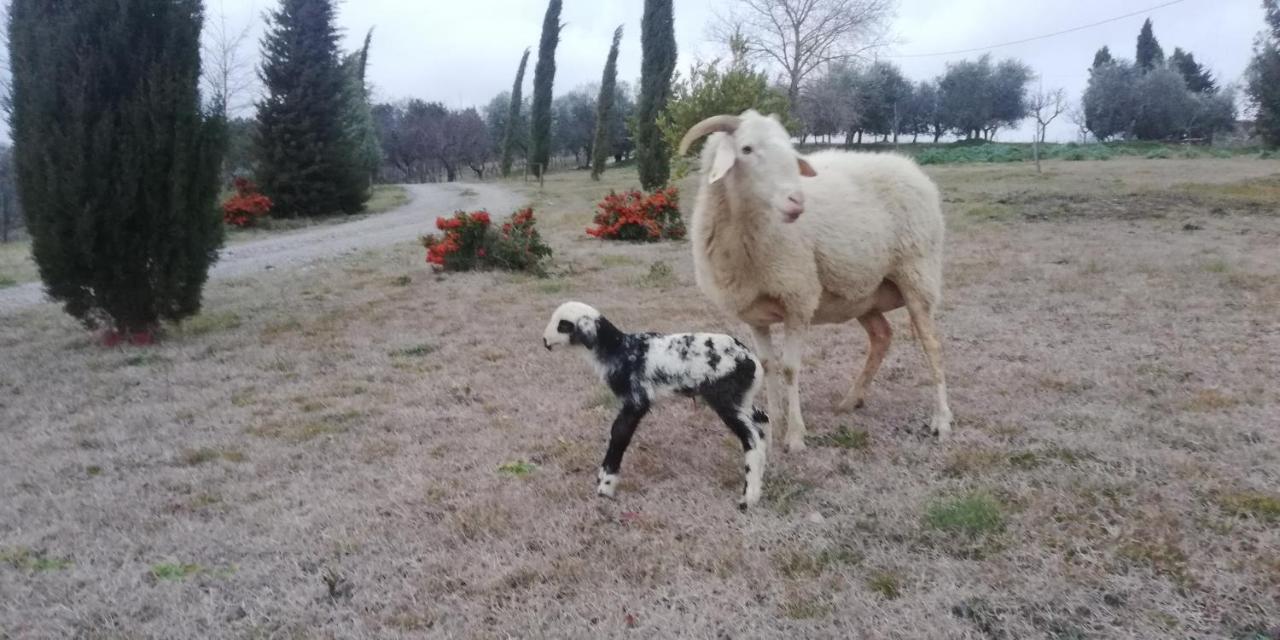 Collomici Alojamento de Turismo Rural *